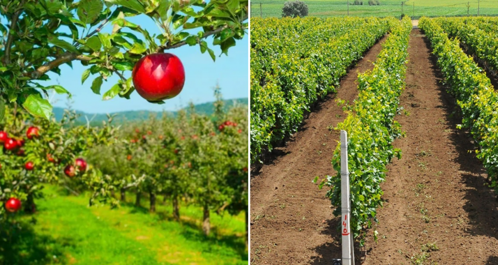Camera Deputaților: Persoanele fizice pot vinde terenurile agricole pe care se află pomi sau viță de vie fără complicațiile dreptului de preemțiune 8